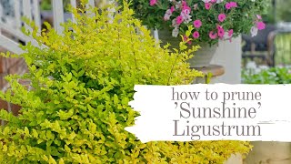 Transform Your Sunshine Ligustrum Pruning Tips for Brilliant Color [upl. by Nnylimaj389]