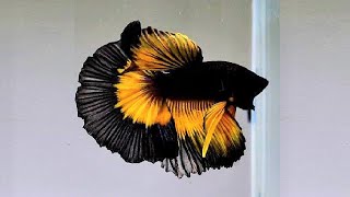 10 Most Beautiful Betta Fish in the World [upl. by Griswold847]