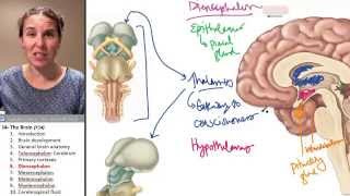 Brain 6 Diencephalon [upl. by Teriann]