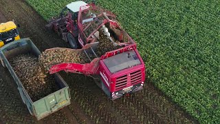 How to Harvest Sugar Beet amp Processing Sugar Beet into Sugar [upl. by Oicatsana]