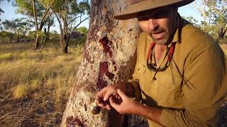 Natural Curiosity  Bloodwood Tree Bandaids [upl. by Bray]