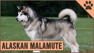 Alaskan Malamute  Dog Breed Information [upl. by Leira473]