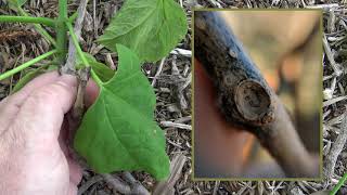 Identifying northern catalpa [upl. by Perl]