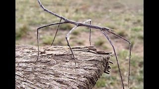 Walking Stick insect [upl. by Roselle]