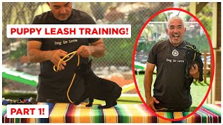 How To Leash Train Your Puppy Dog Tips [upl. by Nyrrek]