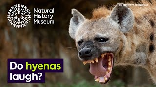 Do hyenas laugh  Surprising Science [upl. by Enisaj]