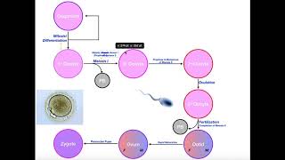 Oogenesis a Detailed StepbyStep Guide [upl. by Ahsieym]