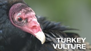 Creature Feature Turkey Vulture [upl. by Norrehc470]