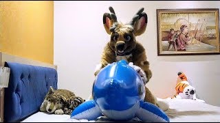 Deer Squeaky Fun  Riding and Deflating Inflatable Bestway Dolphin [upl. by Norman147]