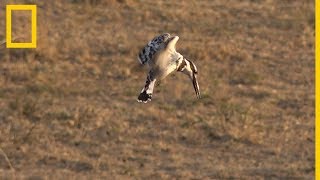 Safari Live Aves salvajes  National Geographic en Español [upl. by Eiramanel748]