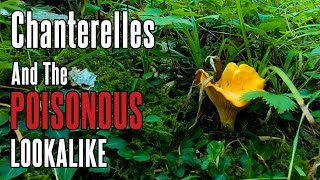 Chanterelle Mushrooms and POISONOUS Lookalike  Foraging in Appalachia [upl. by Laehpar]