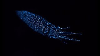 Facts The Firefly Squid [upl. by Ahsiyk437]