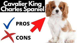 Cavalier King Charles Spaniel Pros And Cons SHOCKING [upl. by Noyek]