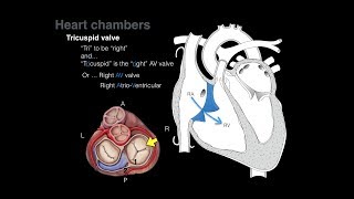 Overview of Heart Anatomy Tutorial [upl. by Pail]