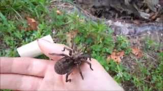 Carolina Wolf Spider Release [upl. by Bean]