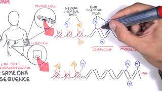 Epigenetics basics  Garvan Institute [upl. by Nolyak]