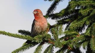 House finch singing [upl. by Vaish]