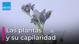 La capilaridad de las PLANTAS  Experimentos [upl. by Mahmud]