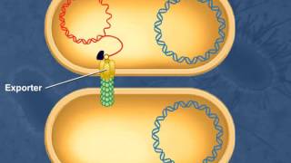 Bacterial Conjugation [upl. by Iahc]