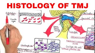 Histology of TMJ Temporomandibular Joint [upl. by Irret910]