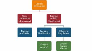 Enzyme Regulation [upl. by Ludlew]