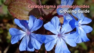 Ceratostigma plumbaginoides Growing Guide blueflowered leadwort by GardenersHQ [upl. by Ttiwed]