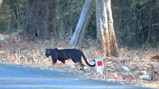 Rare Indian Black Leopard sighted at Tadoba Filmed by Nandita [upl. by Nahrut]