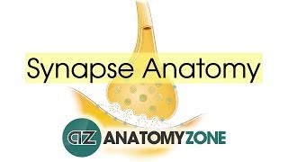 Synapse Structure  Neuroanatomy Basics [upl. by Dulcy]