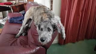 Irish Wolfhound puppy Fia talking [upl. by Shewchuk]