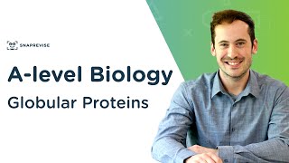 Globular Proteins  Alevel Biology  OCR AQA Edexcel [upl. by Dolhenty]