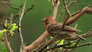 Vibrant Red House Finch [upl. by Parthinia]