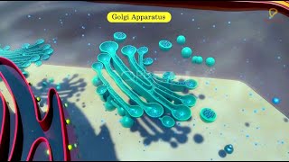 Practicallys Concepts  Golgi Apparatus  LearnPractically [upl. by Chesney69]