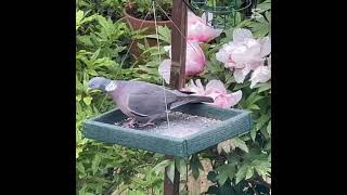 Pigeon and Paeony [upl. by Eetsud]