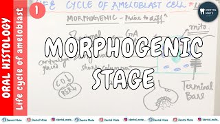 Life cycle of Ameloblast  Morphogenic stage  Presecretory phase  Dr Paridhi Agrawal [upl. by Kosiur205]