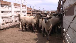 How To Handle Sheep  Part 1  General Principles for Handling Sheep [upl. by Anileuqcaj]