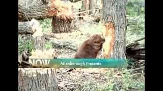 BBC Wildlife Beavers the Master Builders [upl. by Yenoh]