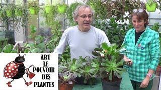 Tuto jardinage Aeonium arboreum comment faire une Bouture plantes vertes succulentegrasse [upl. by Heshum650]