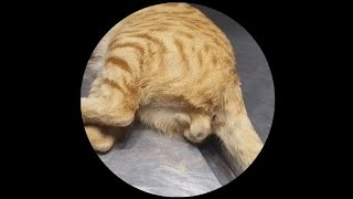 Tom cat neutering Castration in male cat [upl. by Einnej]