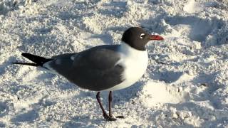 Laughing Gull [upl. by Plotkin]