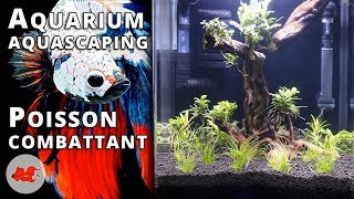 Aquarium pour Betta splendens [upl. by Studdard]