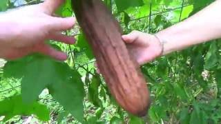 Luffa Harvesting to make a luffa sponge [upl. by Dalohcin]