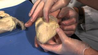 Detailed Sheep Heart Dissection Part I Jr High High School and College Review [upl. by Ecirtam501]