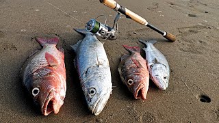 Pesca de PLAYA  PargosCurvinas y Jureles Toro [upl. by Nirrac]