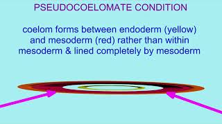 pseudocoelomates from coelomate ancestors [upl. by Nyhagen]