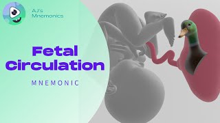 Embryology  Development of Fetal Circulation [upl. by Ayahsal88]