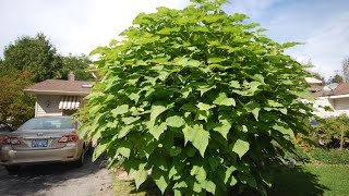 Time Lapse Catalpa Tree  Part Two May to Oct 2014 [upl. by Cedric]