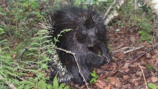 Porcupine Battle Chatter [upl. by Edmunda]