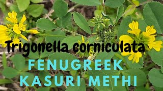 Fenugreek Trigonella corniculata plants [upl. by Orhtej620]