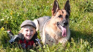 German Shepherd Dogs Protecting Kids and Owners Compilation [upl. by Ikairik]