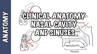 Clinical Anatomy  Nasal Cavity and Sinuses [upl. by Yekcin]